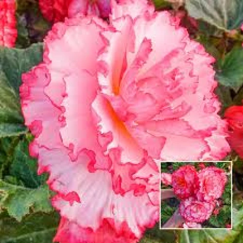 Marmorata pink/white 